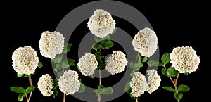 Brightly glowing white fragrant viburnum flowers isolated on black