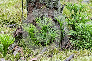Brightly green Groundcedar in pine-wood