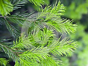 Brightly green prickly branches