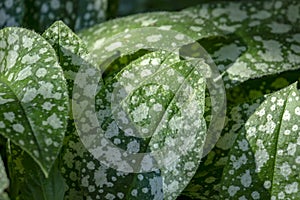 Brightly green with silver spots on the leaves of lungwort Pulmonaria saccharata. Amazingly juicy elegant natural background