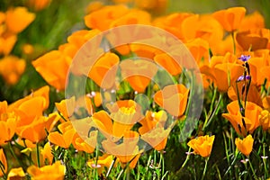 Brightly Lit California Poppies