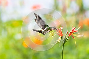 Brightly lit hummingbird and tropical flower in sunlight.