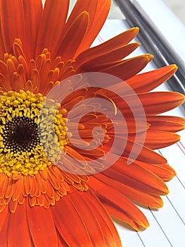 Brightly lit sunflower on a scribbling pad