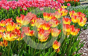 Brightly Lit Tulipa Suncatcher Flowers