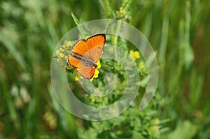 Brightly orange butterfly on a flower against green.