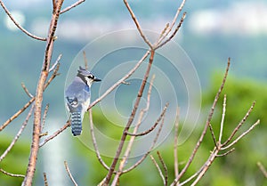 Brightly patterned Blue Jay sitting on tree branch in springtime