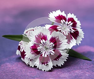 Brightly Patterned Dianthus Flower