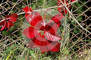 Brightly red and green autumn leaves of ornamental grapes entwined with an old mesh fence.