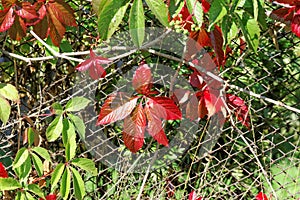 Brightly red and green autumn leaves of ornamental grapes entwined with an old mesh fence.