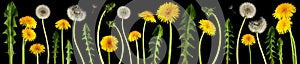 Brightly shining dandelion flowers isolated on black