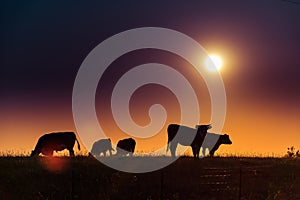 Brightly shining sunset sun over a silhouette of cow cattle grazing in a field