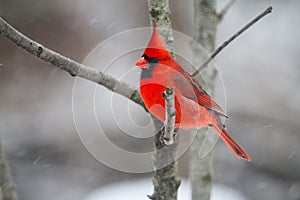 Brightly Vibrant Red Male Cardinal - Cardinalis cardinalis