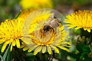 Brightly yellow dandelion flowers in green meadow in countryside