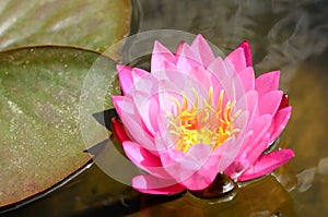 A brightness pink lotus in the pond