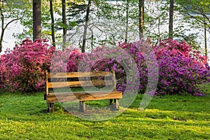 Brighton Dam Azalea Garden Bench in Brookeville Maryland