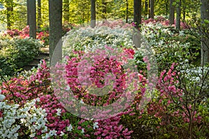 Brighton Dam Azalea Garden Brookeville Maryland