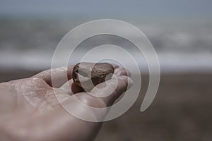 Brighton, England - a pebble on a hand.