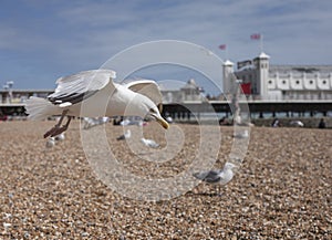 Brighton, England - seagulls and the Brighton Pier.