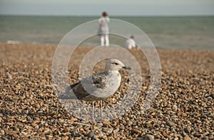 Brighton, England - a young seagull on the beach by the water.