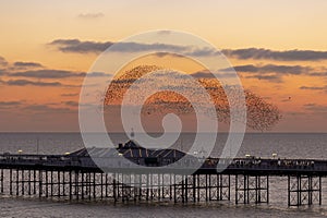 Brighton palace pier and starlings at sunset photo