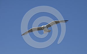 Brighton - a seagull against a bright, blue sky.