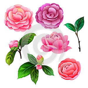 brights camellia flower vector pack