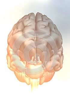 3D rendering. Illustration, graphic brighty brain with light elements