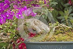 Brigt colourfull bougainvillea bonsai