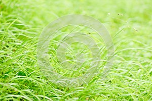 Brigt spring grass background photo