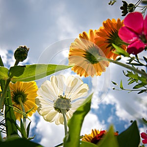 Brigt wildflowers over sky photo