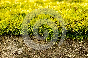 Brigth moss