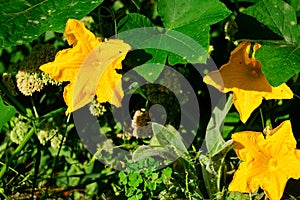 Brigth yellow flowers of the pumpkin Cucurbita maxima