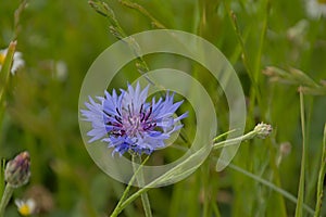 Briht blue cornflower in reen grass