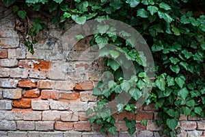 Brick wall with some greenery