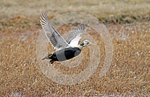 Brileider, Spectacled Eider, Somateria fischeri