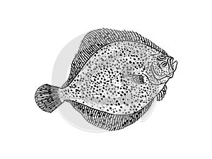 Brill fish hand drawn illustration
