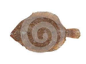 Brill Fish isolated on white background