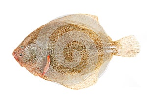 Brill flatfish