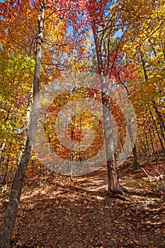 Brillant Colors on an Autumn Forest Hike