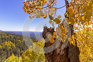 Brillant Fall Colored Aspen Leaves With A View