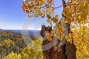 Brillant Fall Colored Aspen Leaves With A View photo