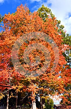 Brillant Orange Autumn Tree in Rogersville