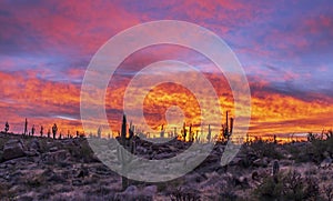 Brillant Sunrise In the Arizona Desert