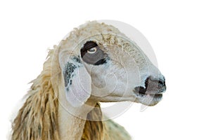 Brillen Schaf Sheep Face Isolation On White With Clipping Path photo