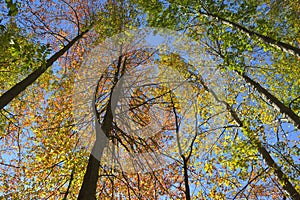 Autumn in forest canopy.