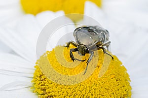 Brilliant beetle protaetia lugubris creeps along flower