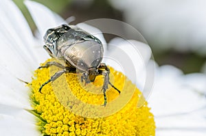 Brilliant beetle protaetia lugubris creeps along flower