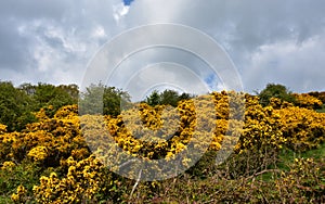 Brilliant Blooming Golden Furze Bushes Scattered Across the Landscape