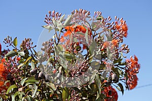 Brilliant Blossoms of Eucalyptus ficifolia West Australian scarlet flowering gum tree in early summer.