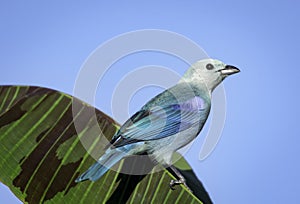 Brilliant blue bird perched on a tropical fig leaf in the sunlight